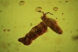 Detailed Fossil Springtail (Collembola) & Coprolite In Baltic Amber #87125-2